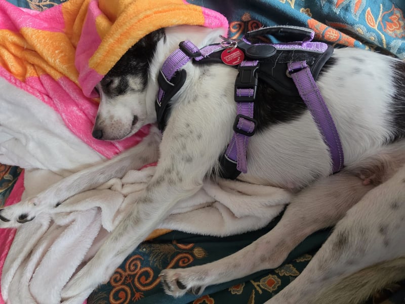 Süße Cleo sucht Zuhause mit Kuschelflat
