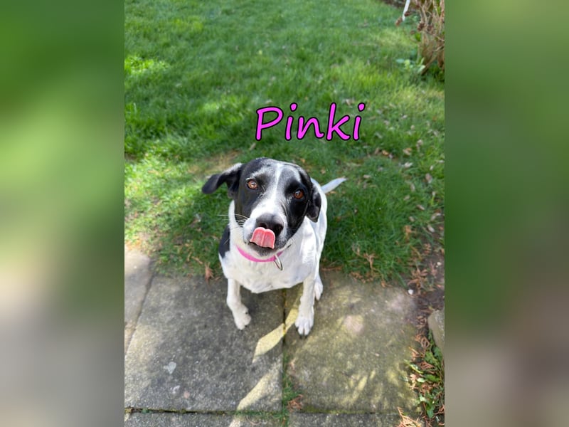 Pinki geb. 05/2024 (DE) - unglaublich liebe, treue und menschenbezogene Maus verliert ihr Zuhause!