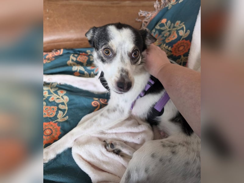 Süße Cleo sucht Zuhause mit Kuschelflat