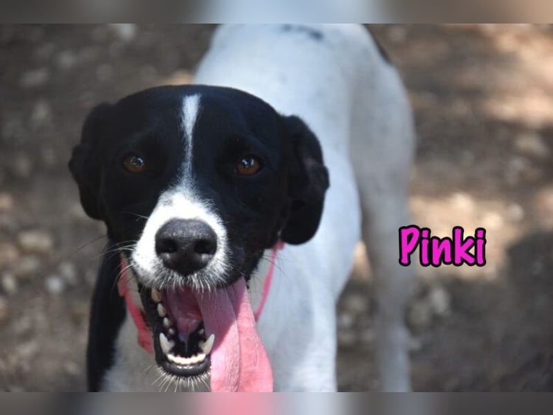 Pinki geb. 05/2024 (DE) - unglaublich liebe, treue und menschenbezogene Maus verliert ihr Zuhause!