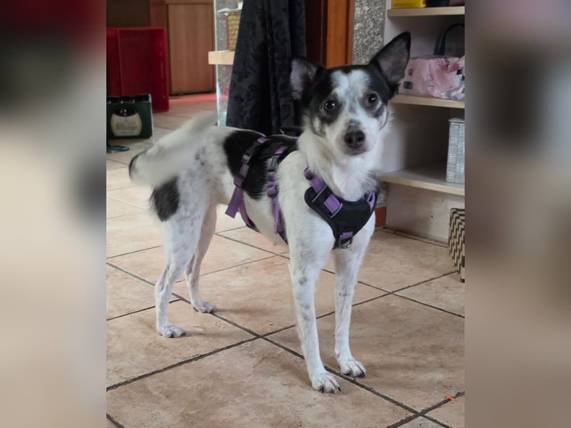 Süße Cleo sucht Zuhause mit Kuschelflat