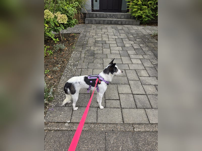 Süße Cleo sucht Zuhause mit Kuschelflat