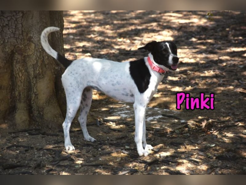 Pinki geb. 05/2024 (DE) - unglaublich liebe, treue und menschenbezogene Maus verliert ihr Zuhause!