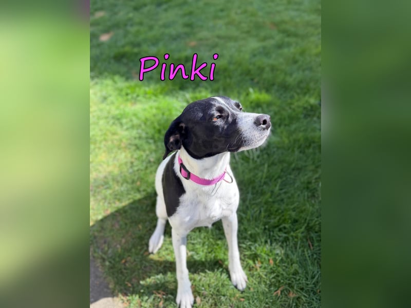 Pinki geb. 05/2024 (DE) - unglaublich liebe, treue und menschenbezogene Maus verliert ihr Zuhause!