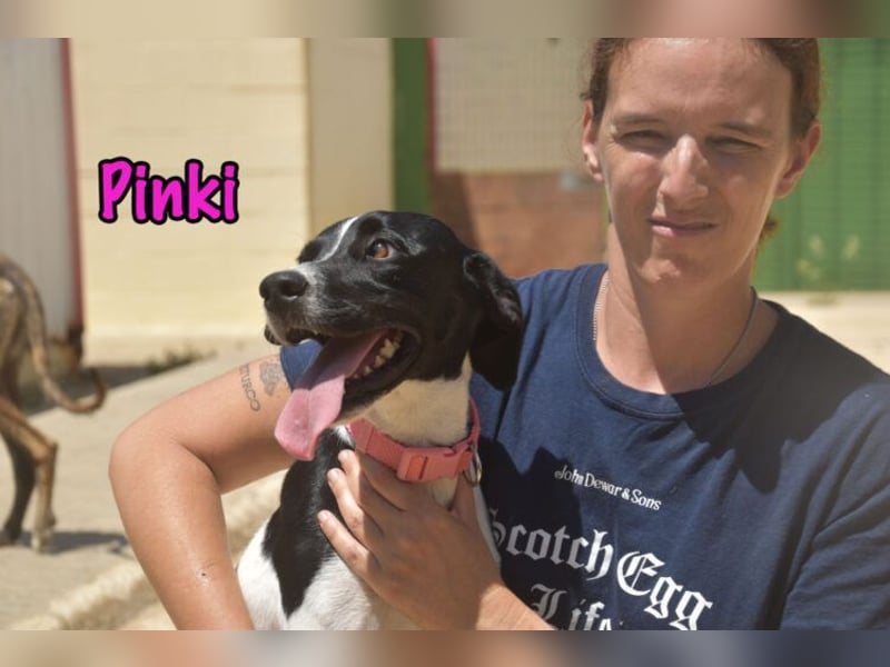 Pinki geb. 05/2024 (DE) - unglaublich liebe, treue und menschenbezogene Maus verliert ihr Zuhause!