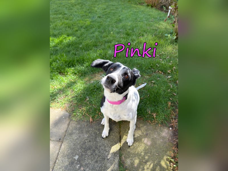 Pinki geb. 05/2024 (DE) - unglaublich liebe, treue und menschenbezogene Maus verliert ihr Zuhause!