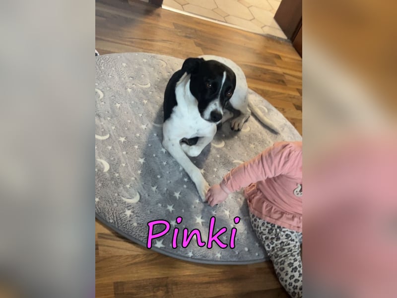 Pinki geb. 05/2024 (DE) - unglaublich liebe, treue und menschenbezogene Maus verliert ihr Zuhause!