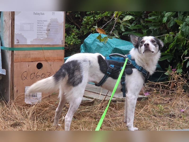 Süße Cleo sucht Zuhause mit Kuschelflat
