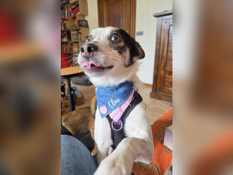 Süße Cleo sucht Zuhause mit Kuschelflat