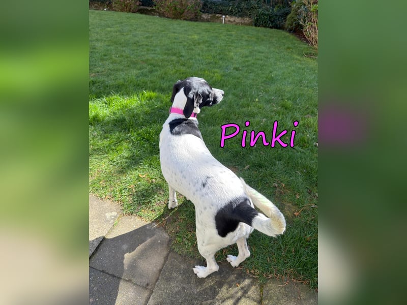 Pinki geb. 05/2024 (DE) - unglaublich liebe, treue und menschenbezogene Maus verliert ihr Zuhause!