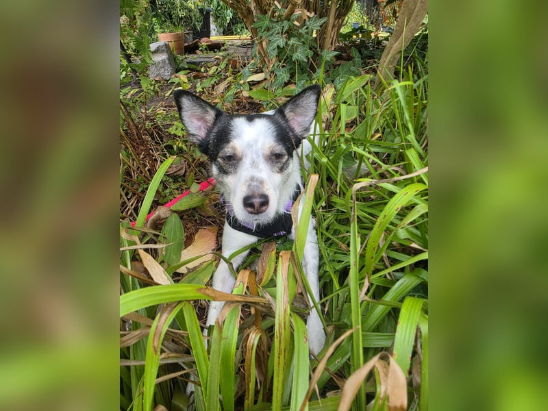 Süße Cleo sucht Zuhause mit Kuschelflat