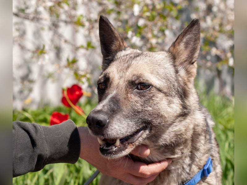 ANGELA Liebe & intelligente Supermaus (Ukraine)