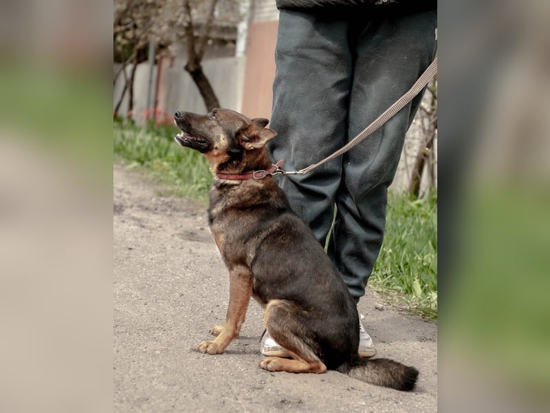 INDY Offener und freundlicher Rüde (Ukraine)