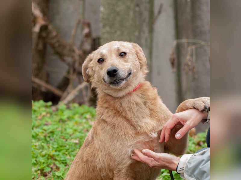 DOLANI Bezaubernde Hündin sucht Nähe (Ukraine)