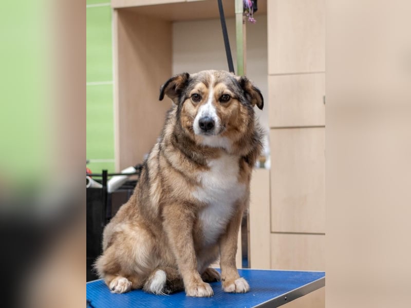 Rostik - Verträglicher Charmeur (Ukraine)