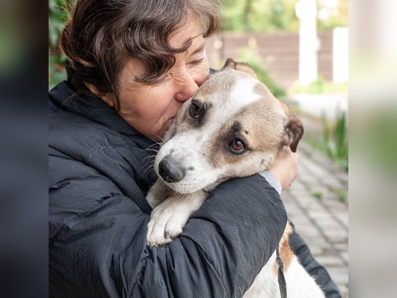 Boria - Äußerst verträglicher und sanfter Rüde (Ukraine)