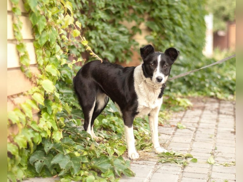 Ryabka - absolut verträglich und loyal (Ukraine) Ryabka - absolut verträglich und loyal (Ukraine)