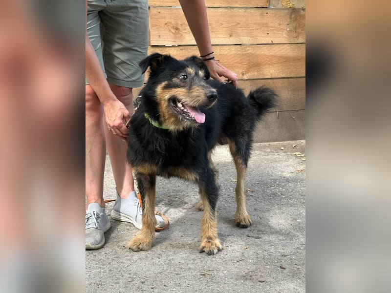 Snickers - Möchte an der Seite seiner Menschen sein (Ukraine)