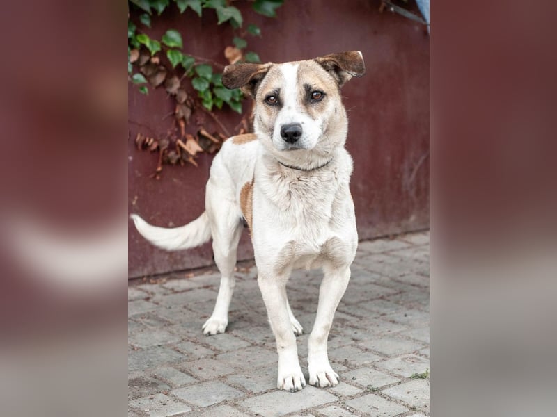 Boria - Äußerst verträglicher und sanfter Rüde (Ukraine)