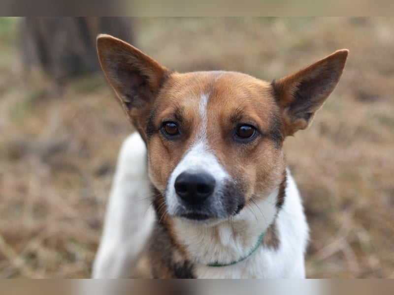 Ryabchik - Fröhlicher Überlebenskünstler (Ukraine)