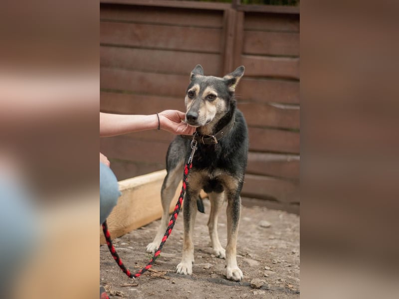 Shena - sanfte Wegbegleiterin (Ukraine)