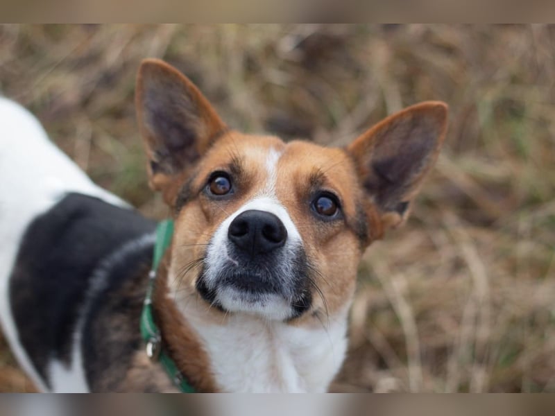 Ryabchik - Fröhlicher Überlebenskünstler (Ukraine)