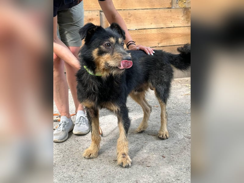 Snickers - Möchte an der Seite seiner Menschen sein (Ukraine)