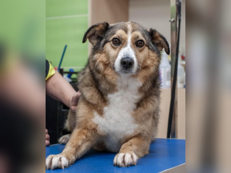 Rostik - Verträglicher Charmeur (Ukraine)