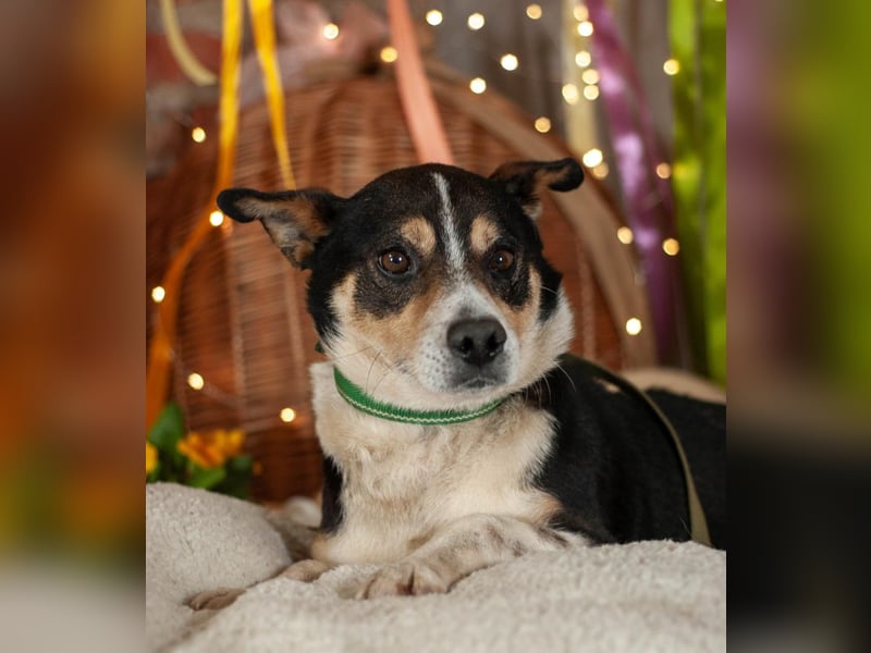 DEN Ruhiger Traumkerl (Ukraine)