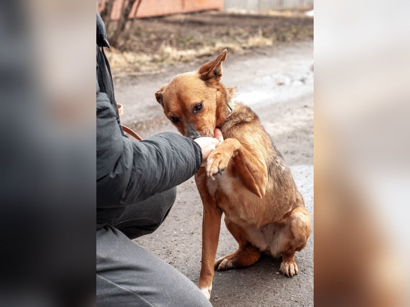 Nayda - Wurde von Frauchen sehr geliebt (Ukraine)