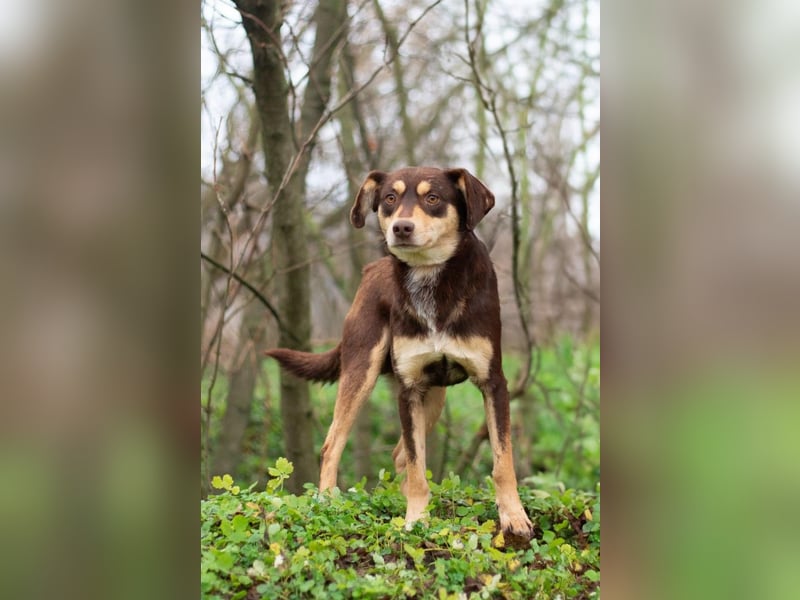 DOBBY Darf es ein bisschen Magie sein? (Ukraine)