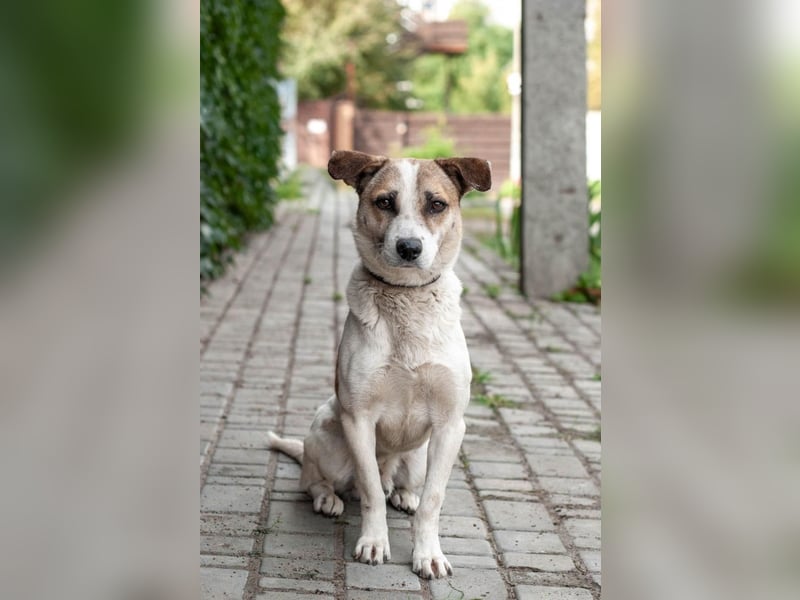 Boria - Äußerst verträglicher und sanfter Rüde (Ukraine)