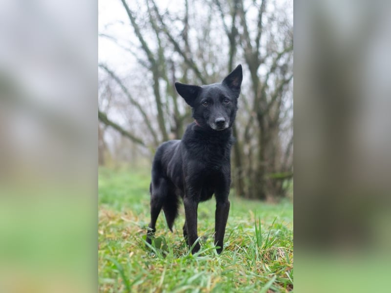 Baron - Hat alles verloren (Ukraine)