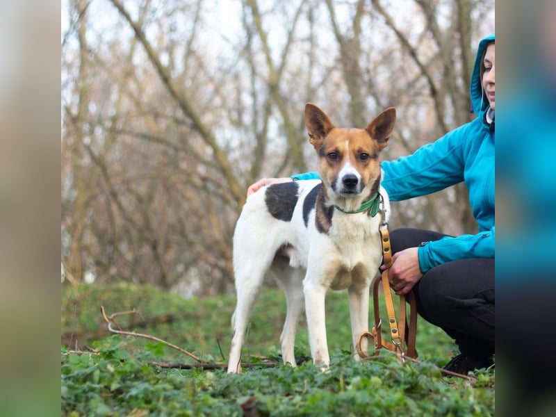 Ryabchik - Fröhlicher Überlebenskünstler (Ukraine)