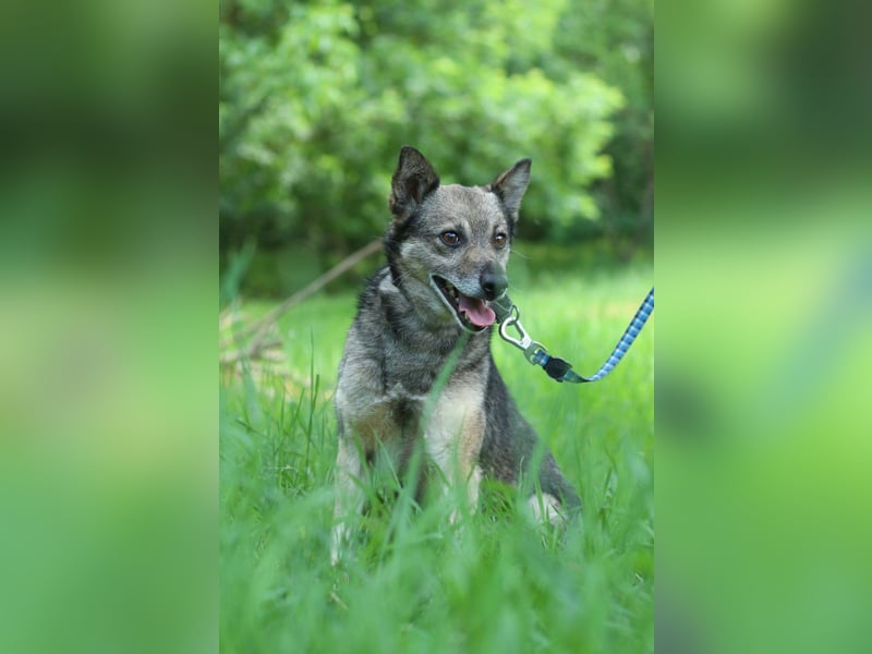 PATRICK Menschenbezogener Mini Wolf (Ukraine)