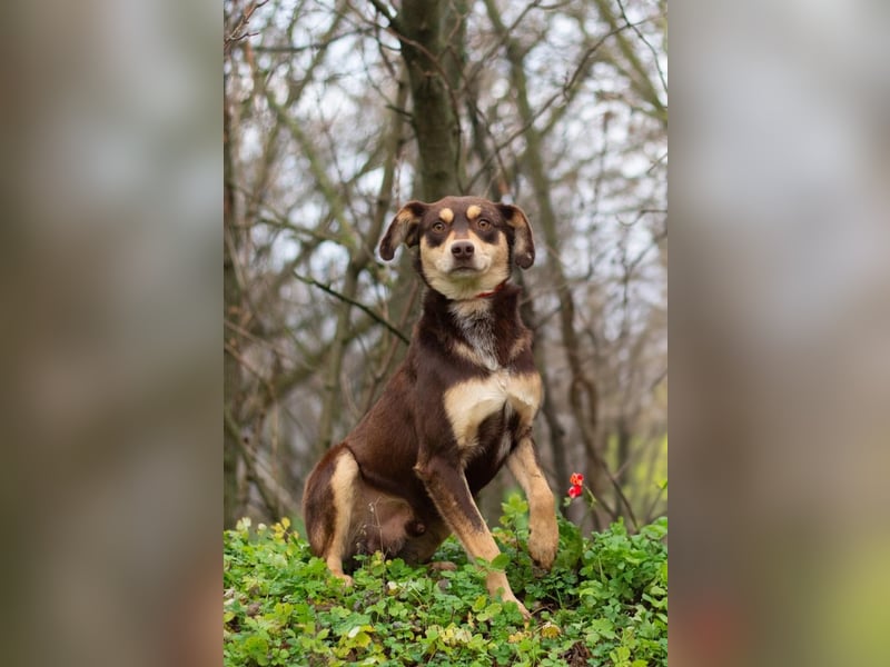 DOBBY Darf es ein bisschen Magie sein? (Ukraine)