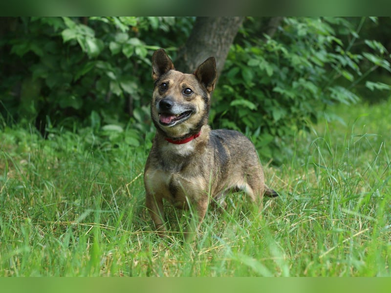 ZHIVCHIK Süßer Kerl (Ukraine)