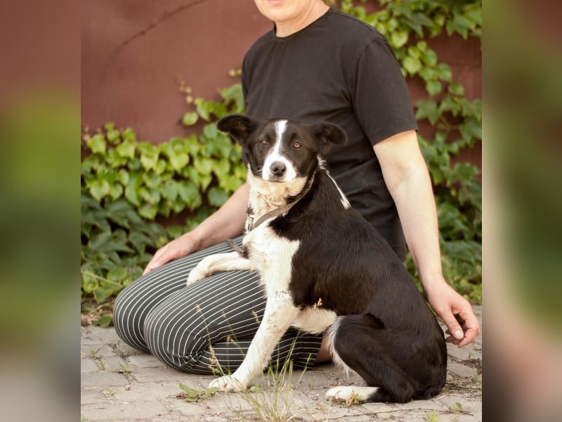 Ryabka - absolut verträglich und loyal (Ukraine) Ryabka - absolut verträglich und loyal (Ukraine)