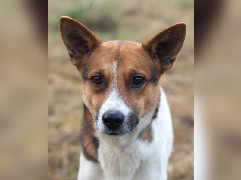 Ryabchik - Fröhlicher Überlebenskünstler (Ukraine)