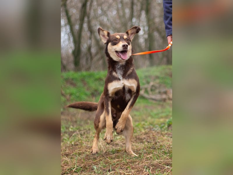 DOBBY Darf es ein bisschen Magie sein? (Ukraine)