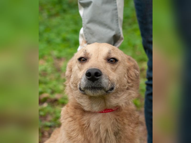 DOLANI Bezaubernde Hündin sucht Nähe (Ukraine)