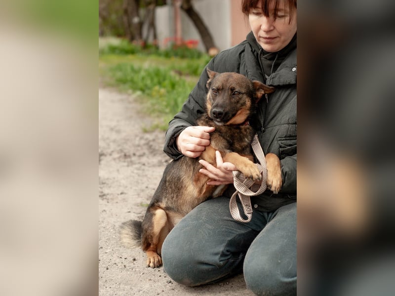 INDY Offener und freundlicher Rüde (Ukraine)
