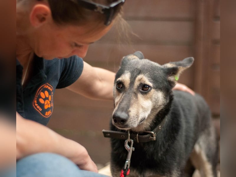 Shena - sanfte Wegbegleiterin (Ukraine)