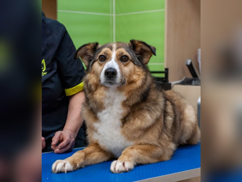 Rostik - Verträglicher Charmeur (Ukraine)