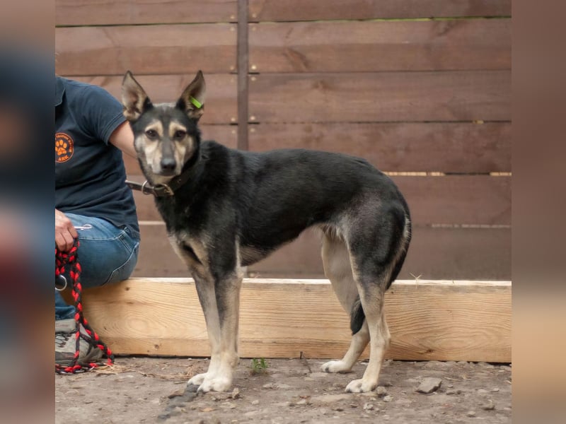 Shena - sanfte Wegbegleiterin (Ukraine)