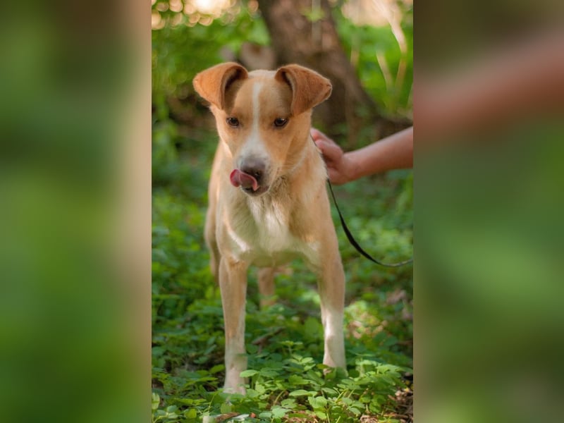 Chester - Hinreißender Rüde mit perfektem Hundeblick (Ukraine) Chester - Hinreißender Rüde mit perfektem Hundeblick (Ukraine)