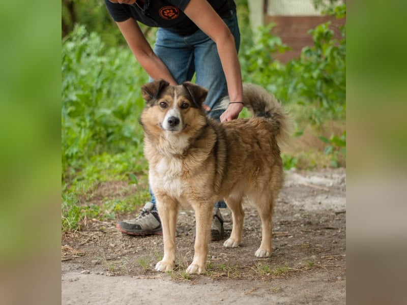 Rostik - Verträglicher Charmeur (Ukraine)