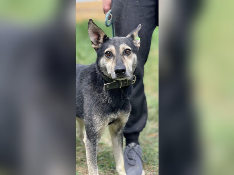 Shena - sanfte Wegbegleiterin (Ukraine)