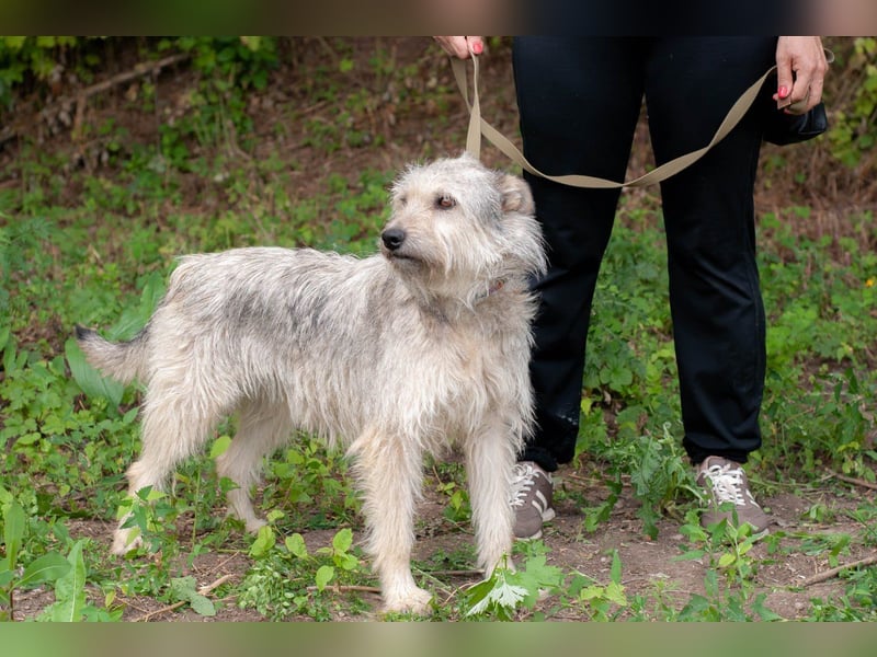 PUFFY Verspielte Familienhündin (Ukraine)