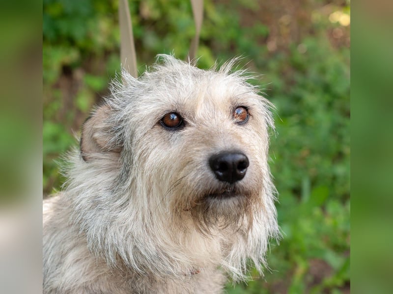 PUFFY Verspielte Familienhündin (Ukraine)